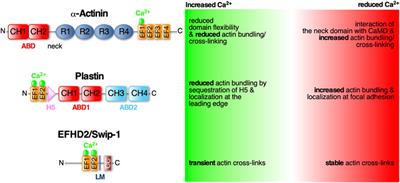 Getting cells into shape by calcium-dependent actin cross-linking proteins